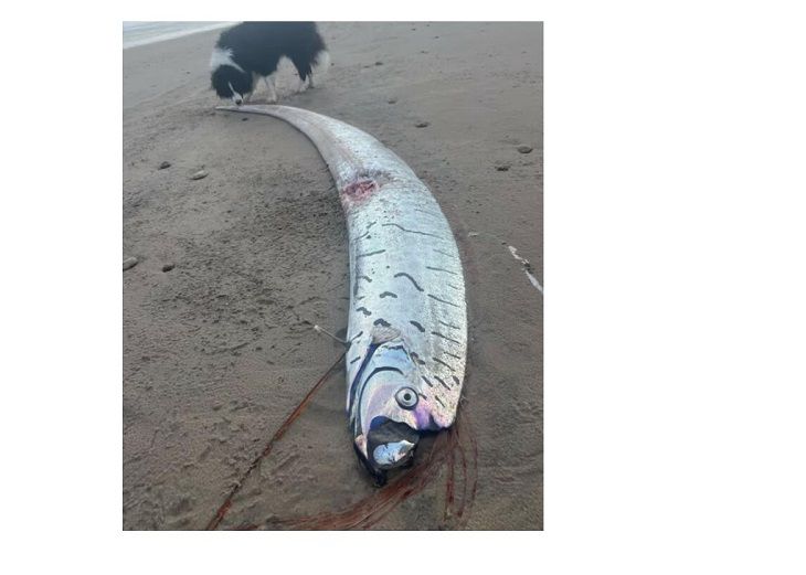Рыбу «Судного дня» выбросило на побережье Австралии: местные встревожены рыба
