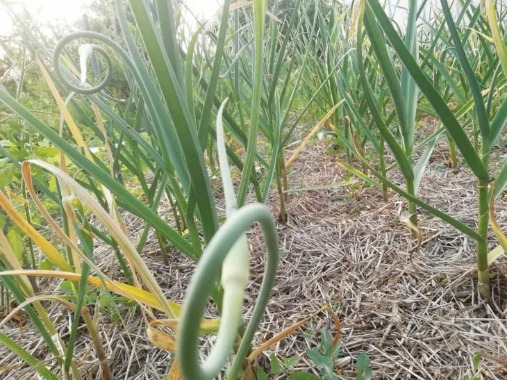 Не поверите своим глазам: после этой простой процедуры чеснок становится огромным Чеснок