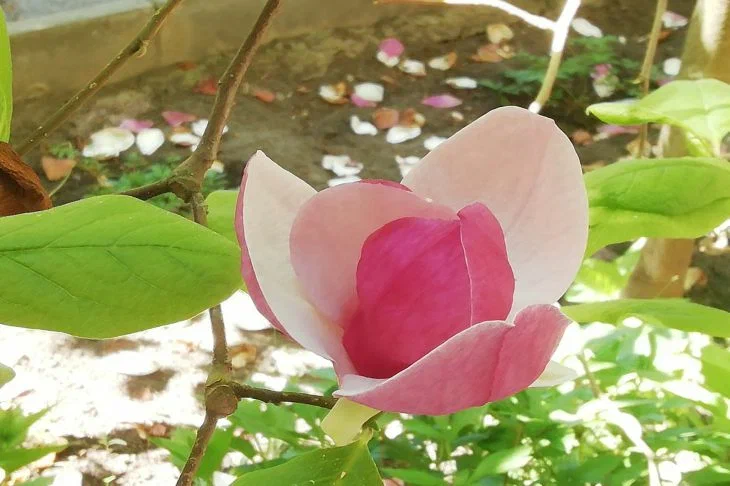 Что категорически запрещено делать на даче в июне: нарушители рискуют остаться без урожая Цветок