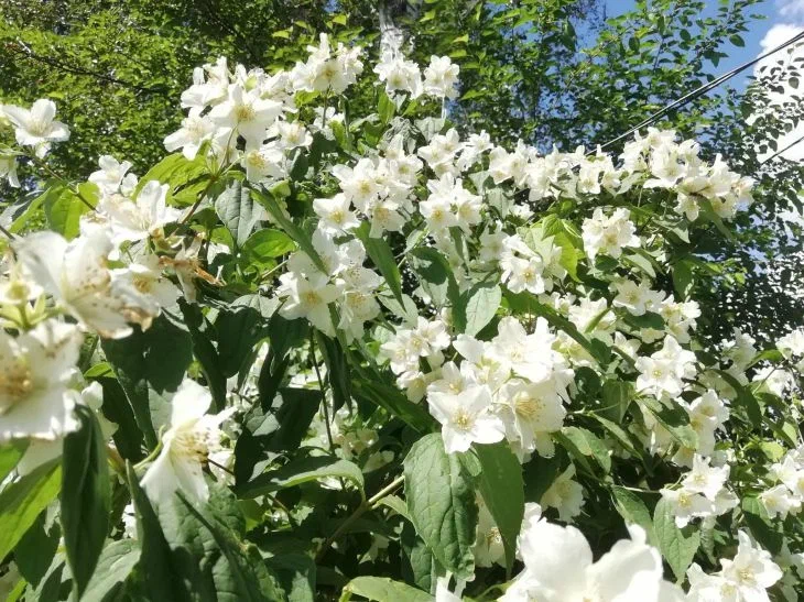 Какой сегодня праздник: 5 июня 2025 года Цветы