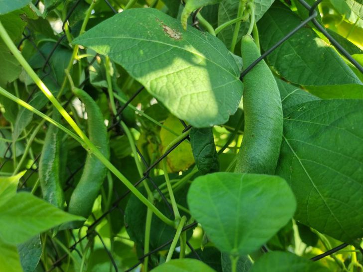 Срочная подкормка для гороха в конце июня: стручки нальются, как на дрожжах горох