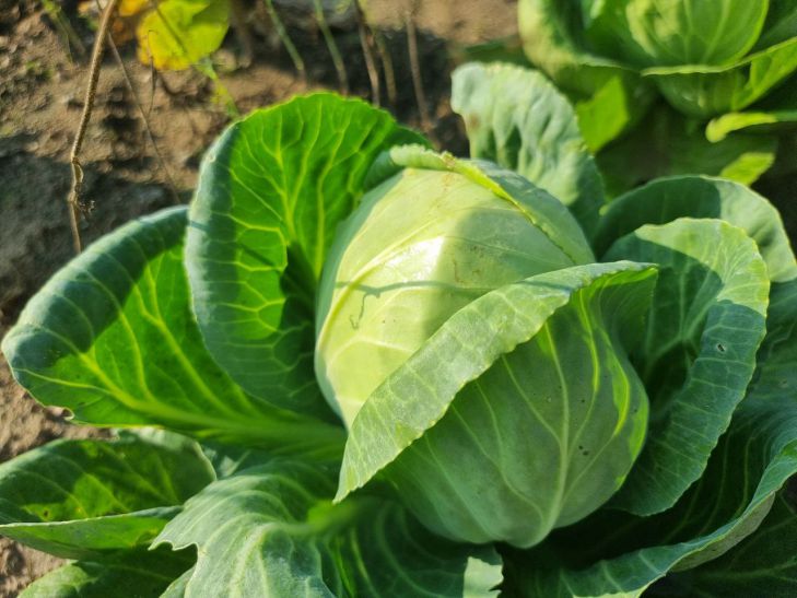 Поразительный эффект: как горчичный порошок спасет капусту от гусениц капуста