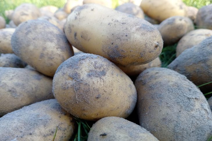 Забудьте о парше на картофеле: удивительно эффективный летний настой картофель