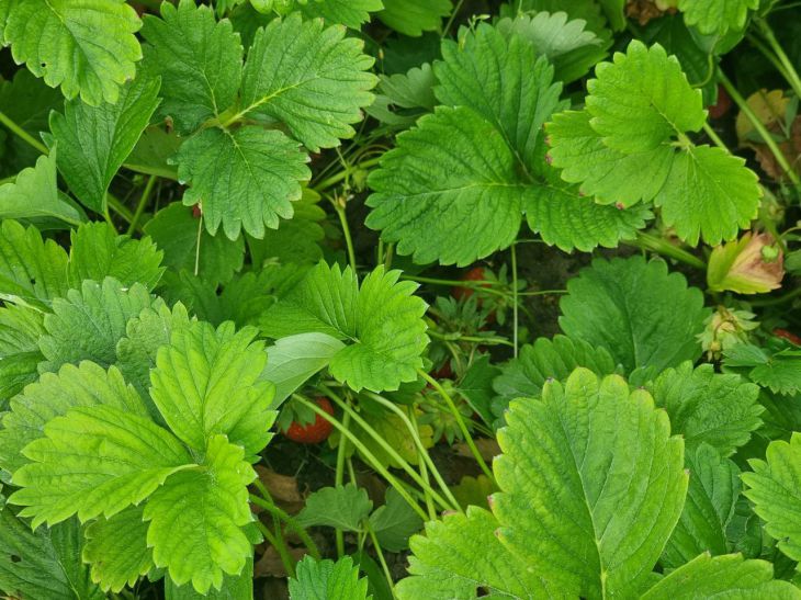 Обрывайте эти листья у клубники в середине лета: в следующем году вы удивитесь обилию ягод клубника