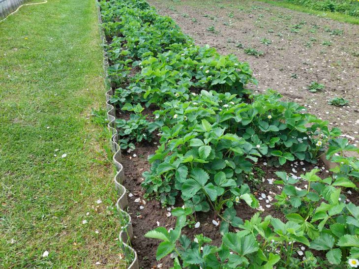 Лайфхак для клубники: что насыпать между кустиками, чтобы ягоды были крупными и сладкими, а сорняков не было клубника