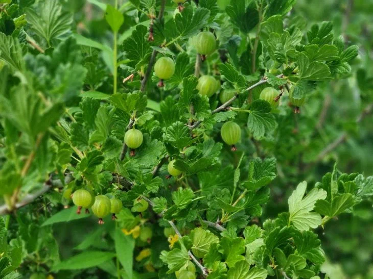 Крыжовник