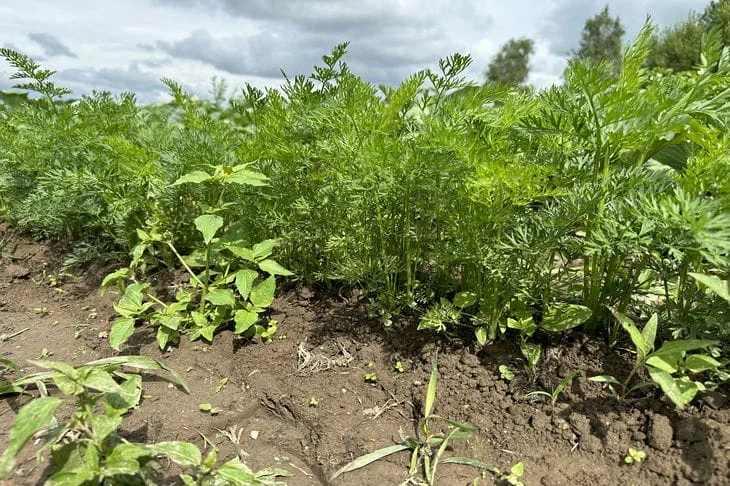 Бросьте сеять морковь по старинке! Лайфхак с лотком из-под яиц – 100% гарантия ровных и крупных корнеплодов Морковь