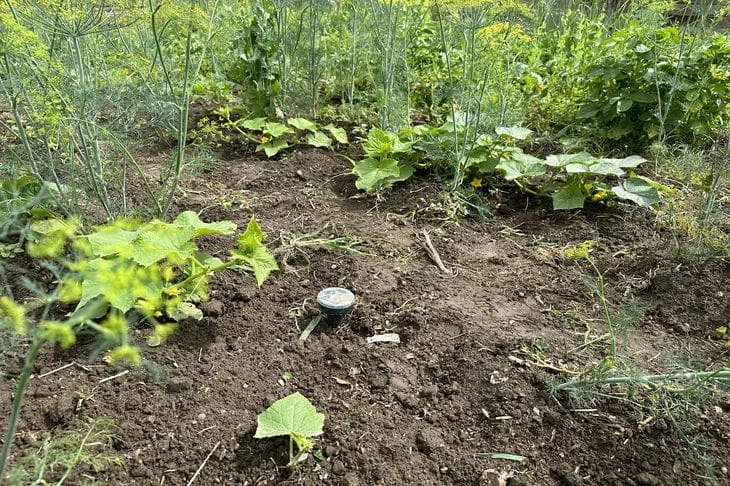Как свести необходимость прополки к минимуму: советы для ленивых дачников Огород