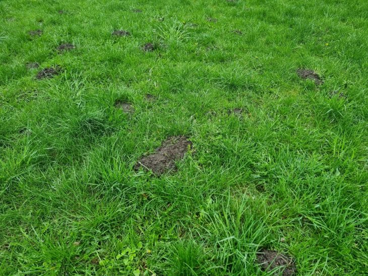 Кроты объявили войну? Как выселить непрошеных землекопов навсегда огород