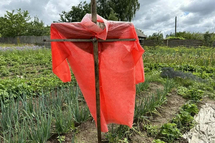 Секреты ленивых дачников: как отдыхать в гамаке и собирать рекордный урожай Огород