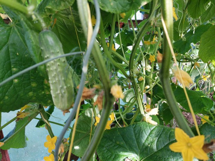 Июльский лайфхак для огурцов: как стимулировать рост новых плетей и продлить плодоношение до сентября огурцы