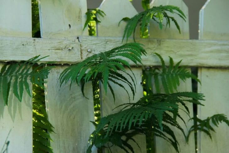 Папоротник