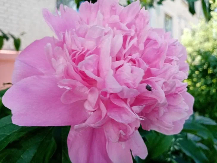 Июньский уход за пионами: пропустите это – и прощайте, цветы Пион