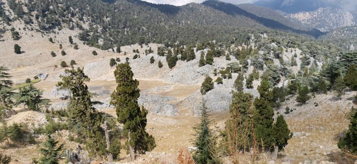 Какое млекопитающее является самым маленьким в мире? Ответ вас по-настоящему удивит природа