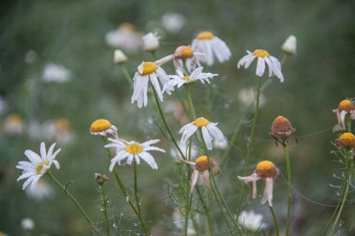 Ромашки