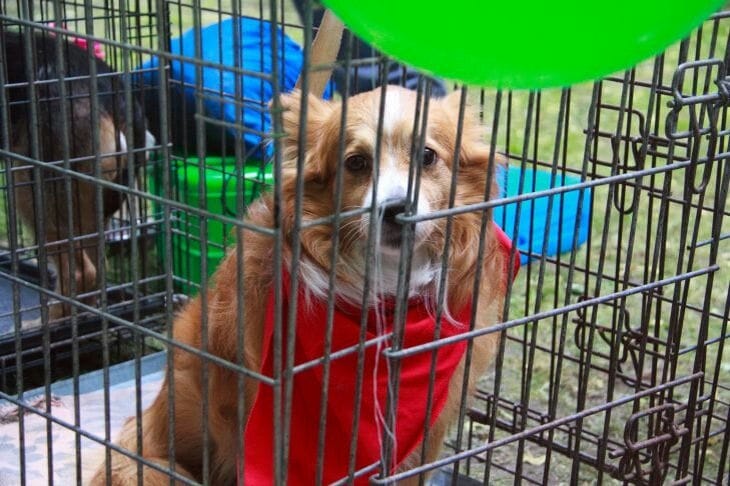 Какие минусы есть у животных из приюта: об этом стоит узнать в самом начале Собака