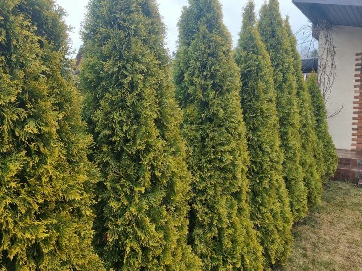 Забудьте про рыжие иголки: как ухаживать за хвойниками в июне, чтобы они не ржавели Туи