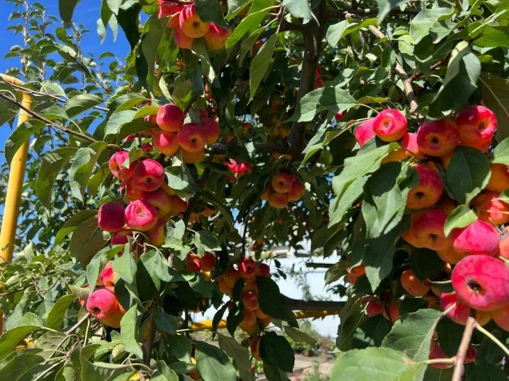 Почему ваши яблони плачут молча, а вы этого не замечаете Яблоня