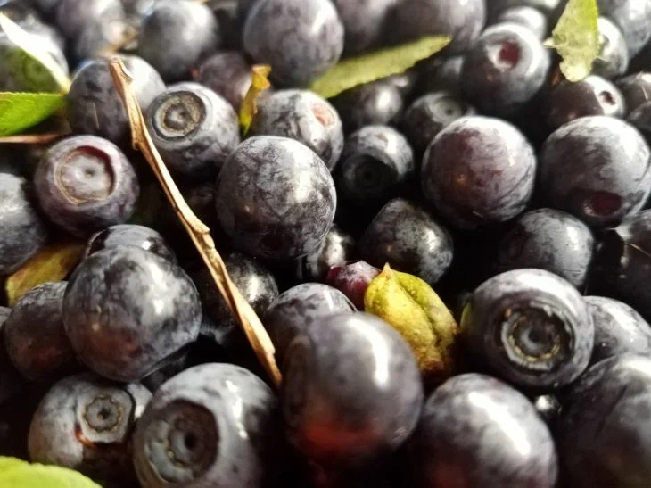 Их едят все долгожители: топ-5 самых полезных ягод – добавьте их в рацион в июне Ягоды