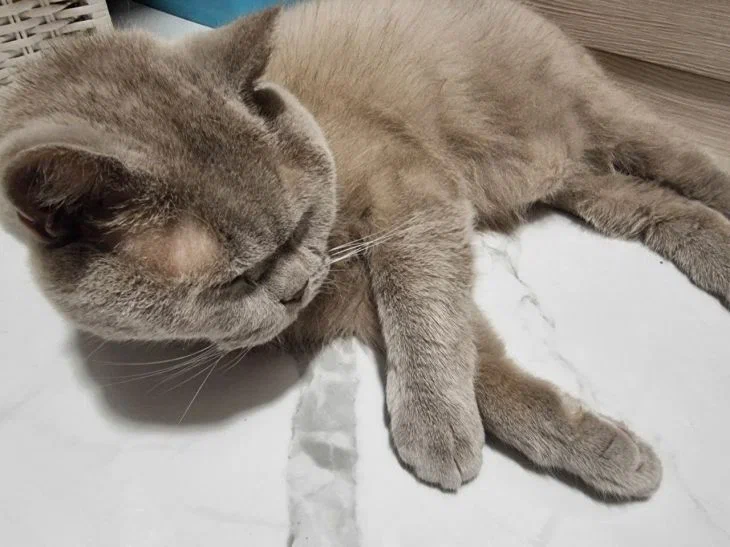 Почему собаки виляют хвостом: а кошки нет — язык тела расшифрован Кот