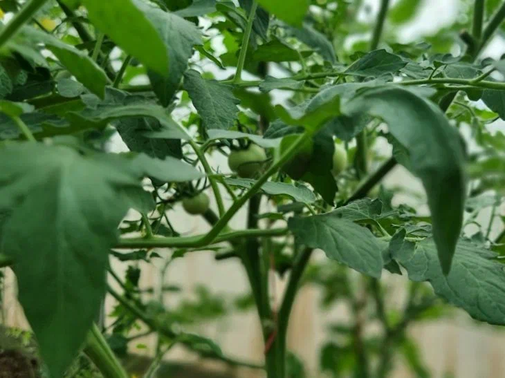 Пожелтели листья у томатов: главные причины и как их устранить Томаты