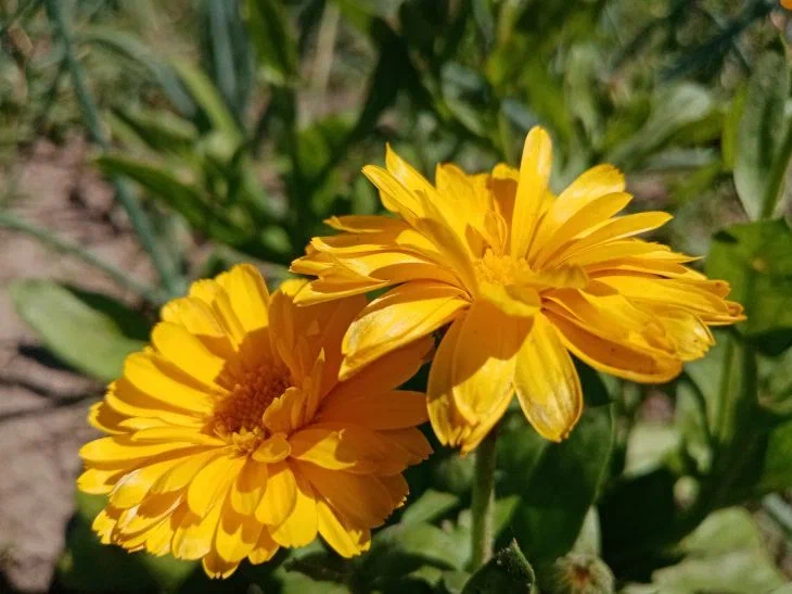 Какие цветы посадить в июле рядом с овощами: защита от вредителей и красота до холодов Цветы