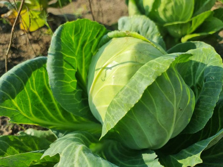 Как защитить капусту от растрескивания в августе: простой прием с поливом капуста
