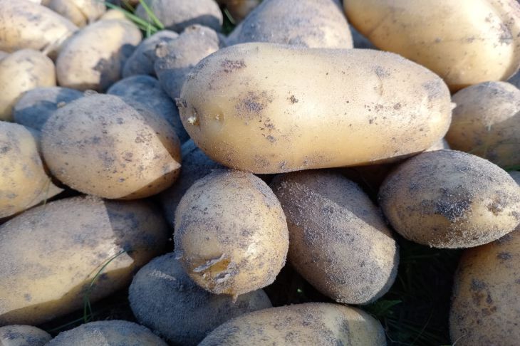 Почему картофель мелкий: самая частая ошибка при окучивании картофель