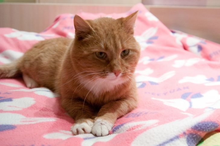 Почему кошки мнут лапами одеяло: древний инстинкт, который сохранился до сих пор кошка