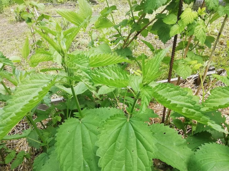 Превратите сорняки в ценное удобрение: простой рецепт зеленого настоя, который повышает урожайность крапива