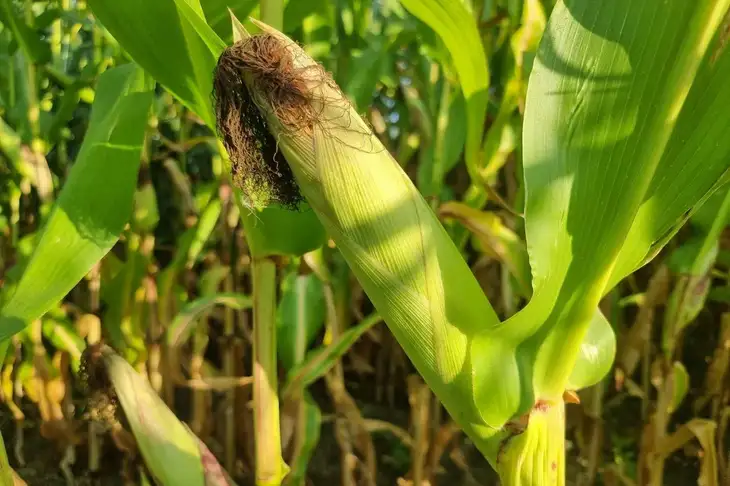 Кукуруза