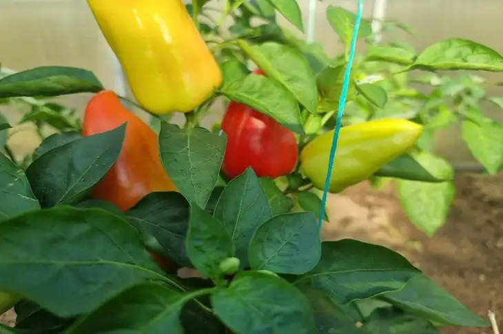 С чем нельзя сажать перец: 3 культуры, которые угнетают его рост Перец