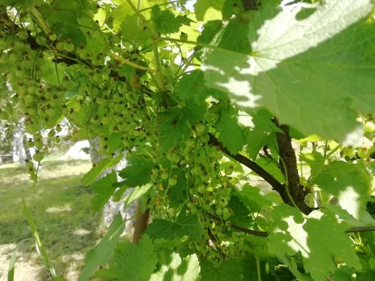 Ваша смородина скажет «спасибо» за июльскую обрезку: вот какой урожай вас ждет в итоге Смородина