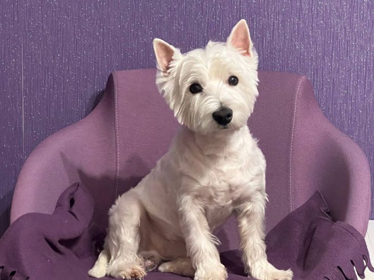 Что делать, если собака боится грозы: метод, который спасет ваши нервы и мебель собака