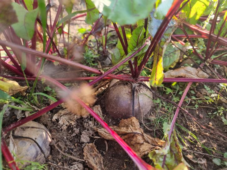 Ваша свекла может вырасти невкусной и жесткой: виной всему – неправильный полив в июле свёкла