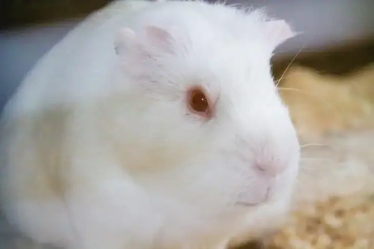 Морская свинка