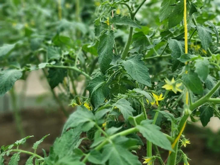 Что делать, если у томатов опадают завязи: дачники со стажем используют этот метод Томат