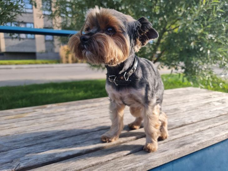 Как понять, что собака ревнует: 5 явных признаков собака