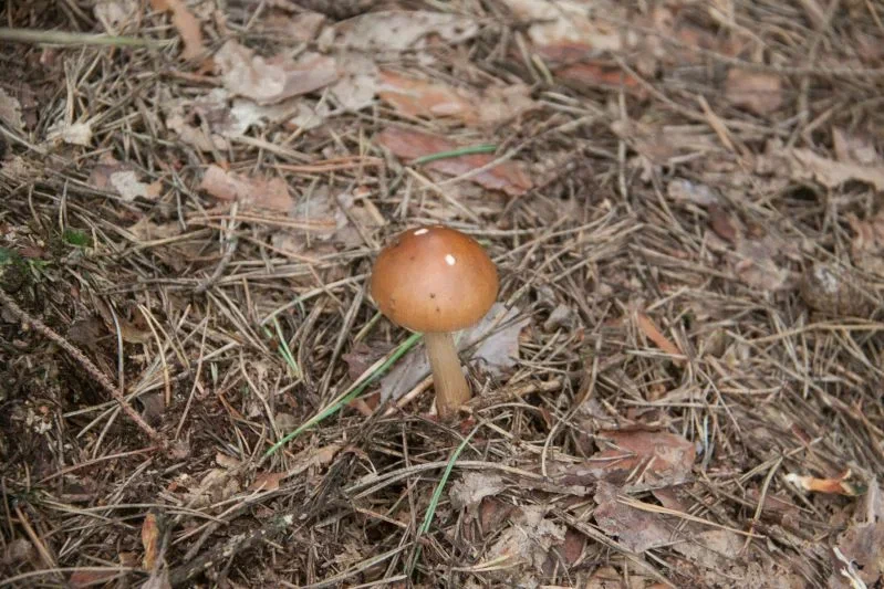 Где растут грибы с радиацией? Гомельский областной ЦГЭ и ОЗ информирует Гриб