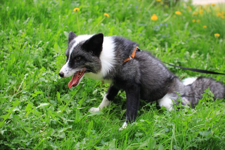 Зачем собака есть траву: неочевидные причины странного поведения собака