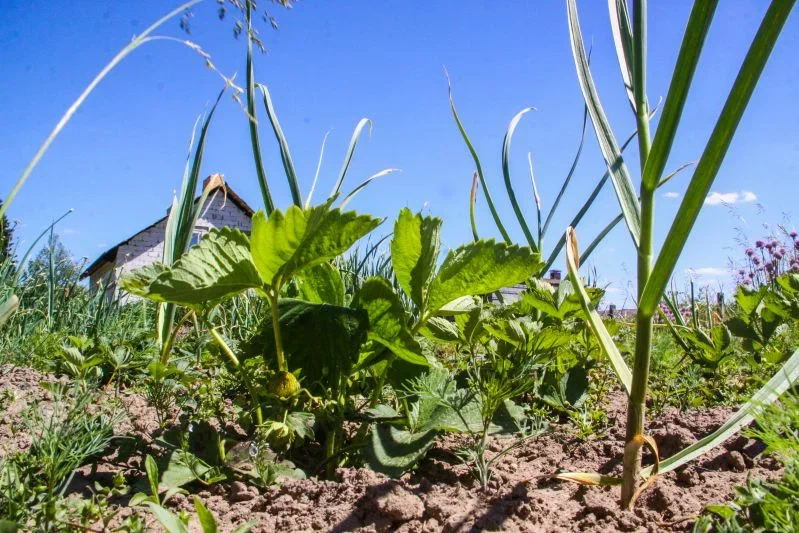 Как защитить растения от заморозков: простые методы без специального укрытия Огород