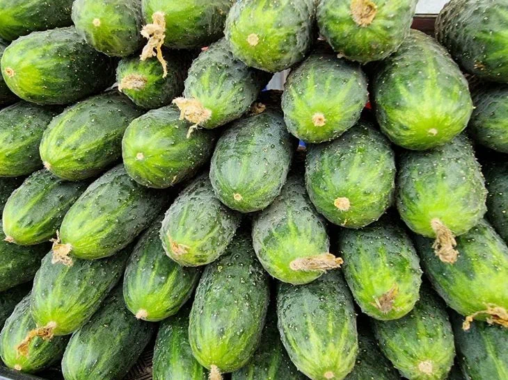 Миф или реальность: как собрать до 15 кг огурцов с куста - копеечная добавка Огурцы