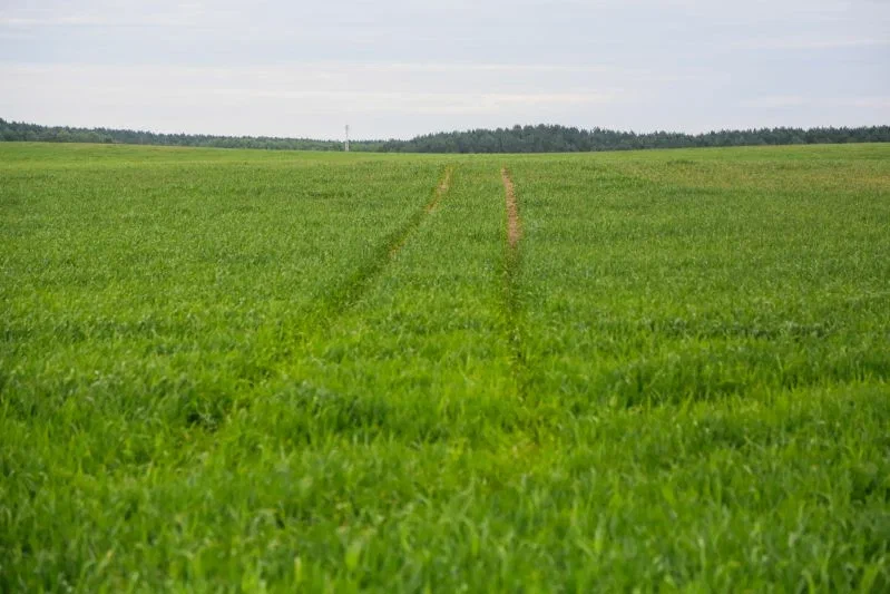 Что будет, если осенью засеять огород викой: советы опытных дачников Поле