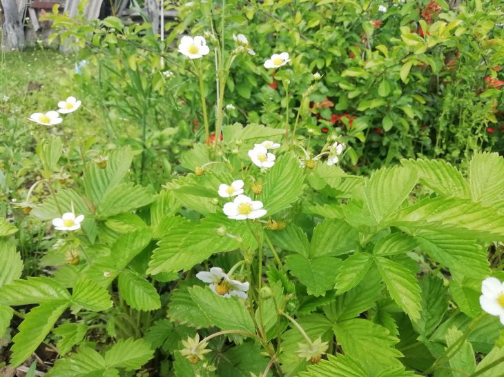 Как обрезать землянику: вот почему вы остались без урожая Земляника