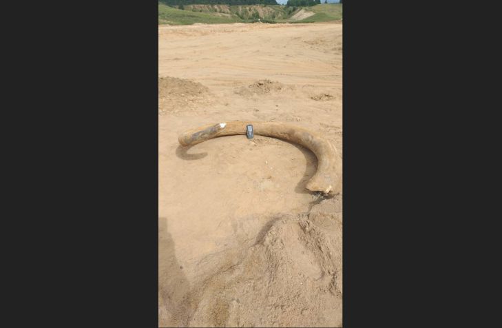 Сенсация: вот что было обнаружено под Витебском во время проведения дорожных работ - вы удивитесь бивень