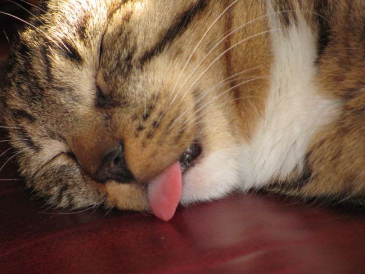 Почему у кошки шершавый язык: польза для ухода и охоты – как это работает кошка