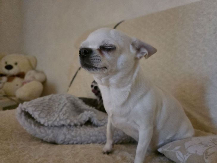 Собаки ревнуют: когда и к кому — как это заметить собака