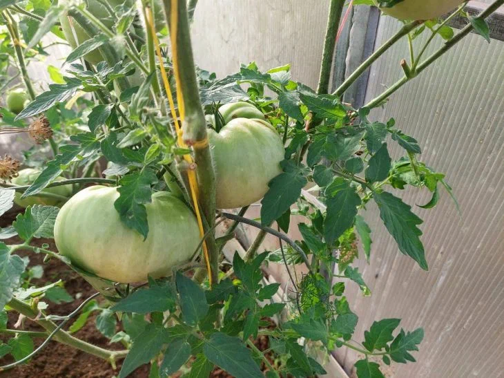 Зачем платить за пакетики с семенами томатов: собирайте их сами – урожай круче магазинного Томаты