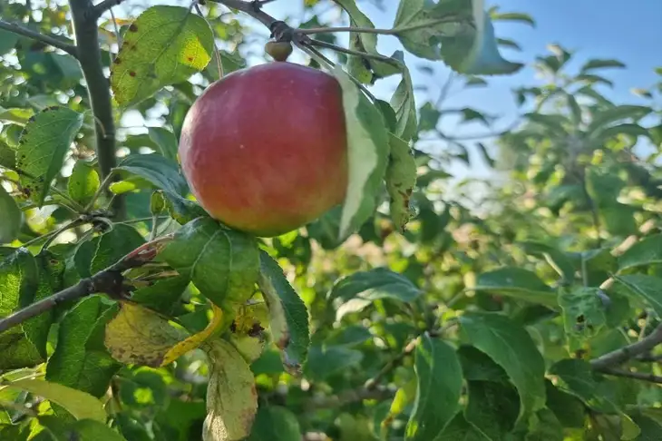 Яблоня