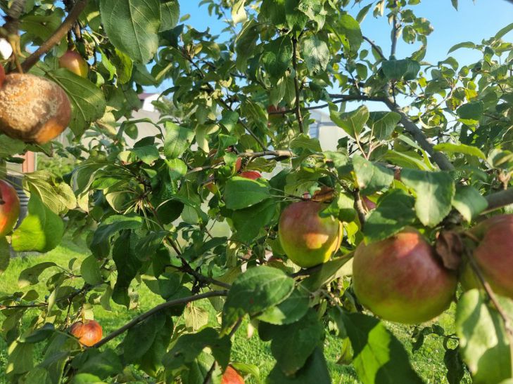 Как защитить яблони от плодожорки без химии: августовский лайфхак с ловушками яблоня